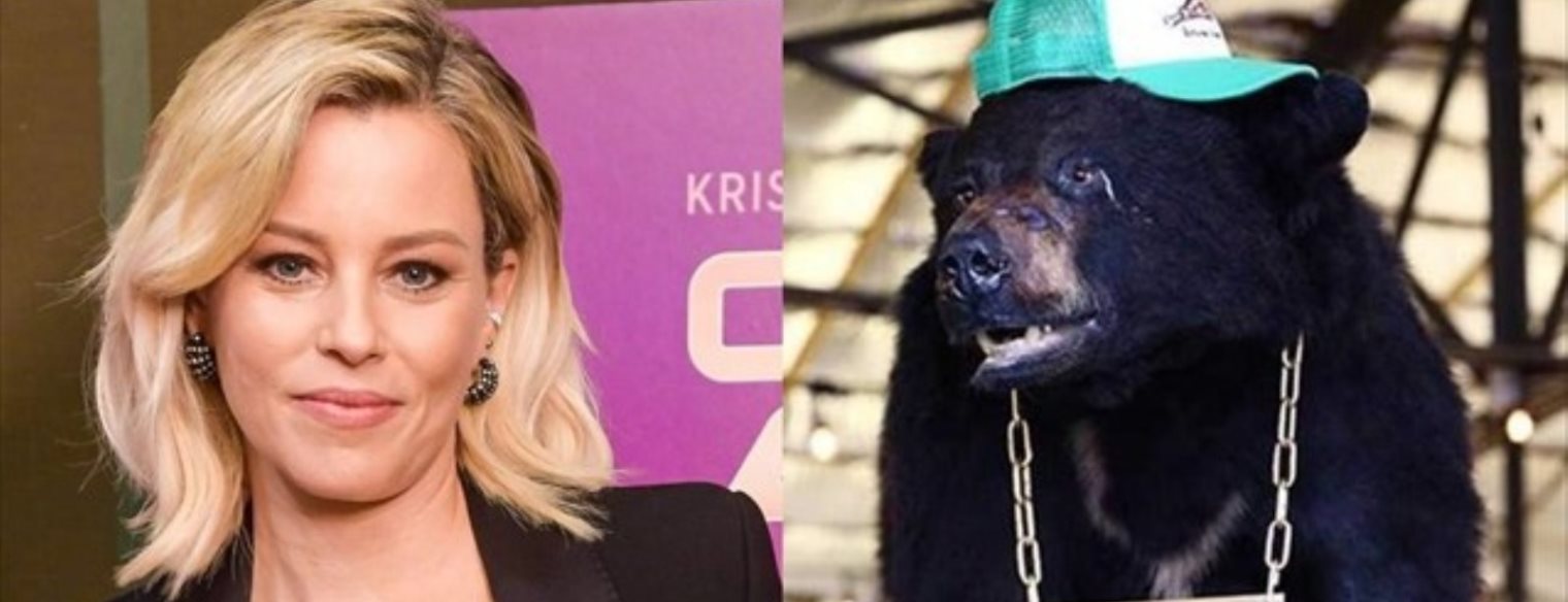 Αρκούδα έφαγε 40 σακούλες κοκαϊνη και πέθανε