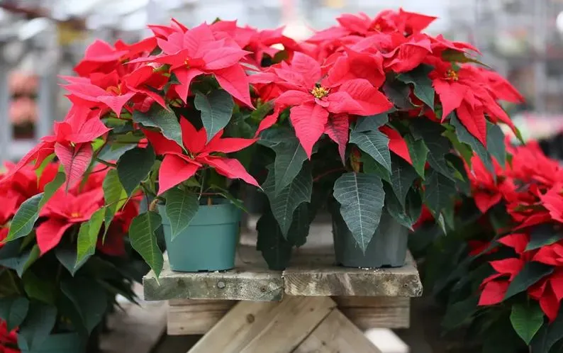 Τέσσερα φυτά που θα δώσουν μια χριστουγεννιάτικη νότα στο χώρο σου