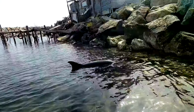 Αστυνομικοί διέσωσαν δελφίνι στον Έβρο – Η ανάρτηση του Τάκη Θεοδωρικάκου (βίντεο)