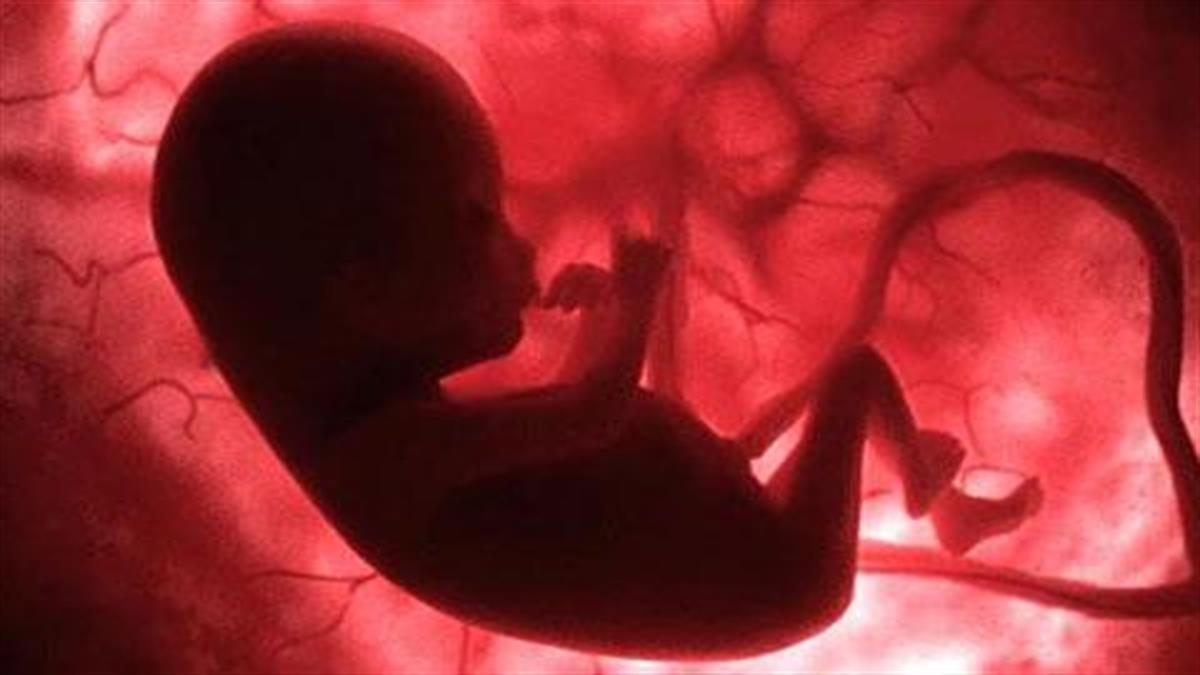 Η ζωή μέσα στην κοιλιά της μητέρας – 9 μήνες σε 4 λεπτά (βίντεο)