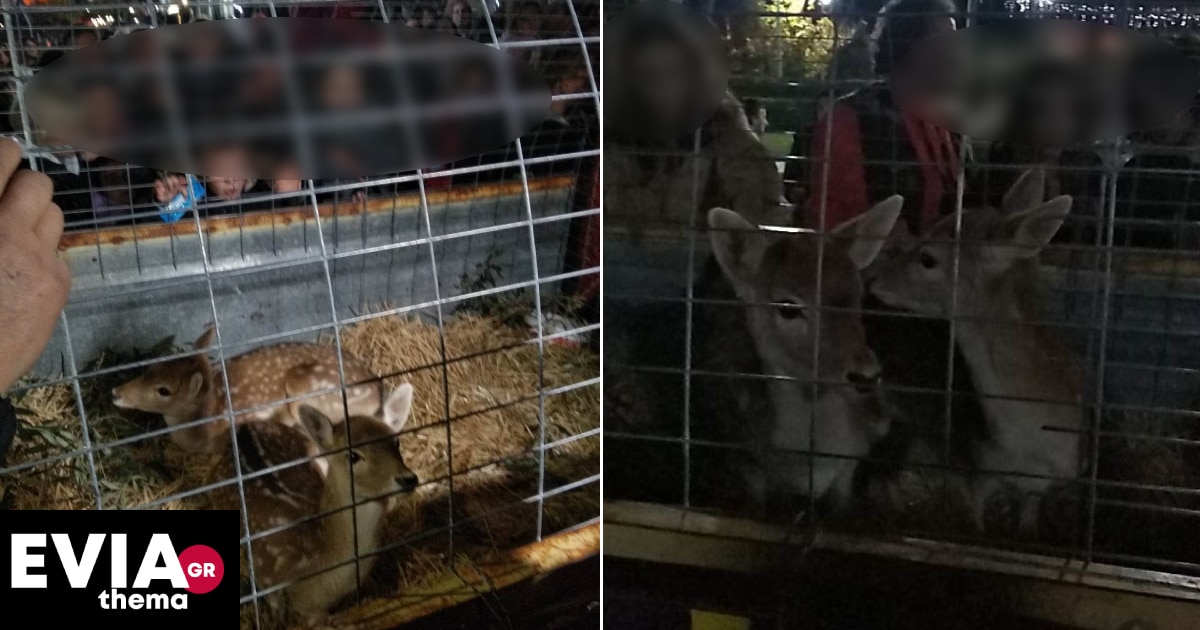 Ερέτρια: Περιέφεραν σε κλουβί ελάφια με αφορμή τις γιορτές – Έξαλλη η Φιλοζωική (βίντεο)