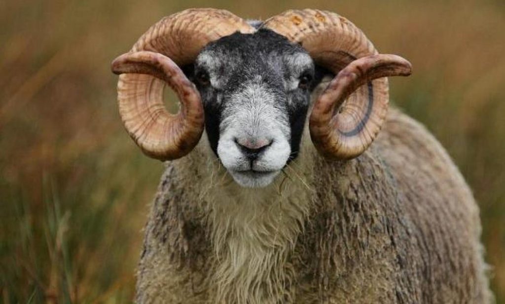 Πύργος: Γυναίκα δέχθηκε άγρια επίθεση από κριάρι – Τη χτύπησε με δύναμη στην σπονδυλική στήλη