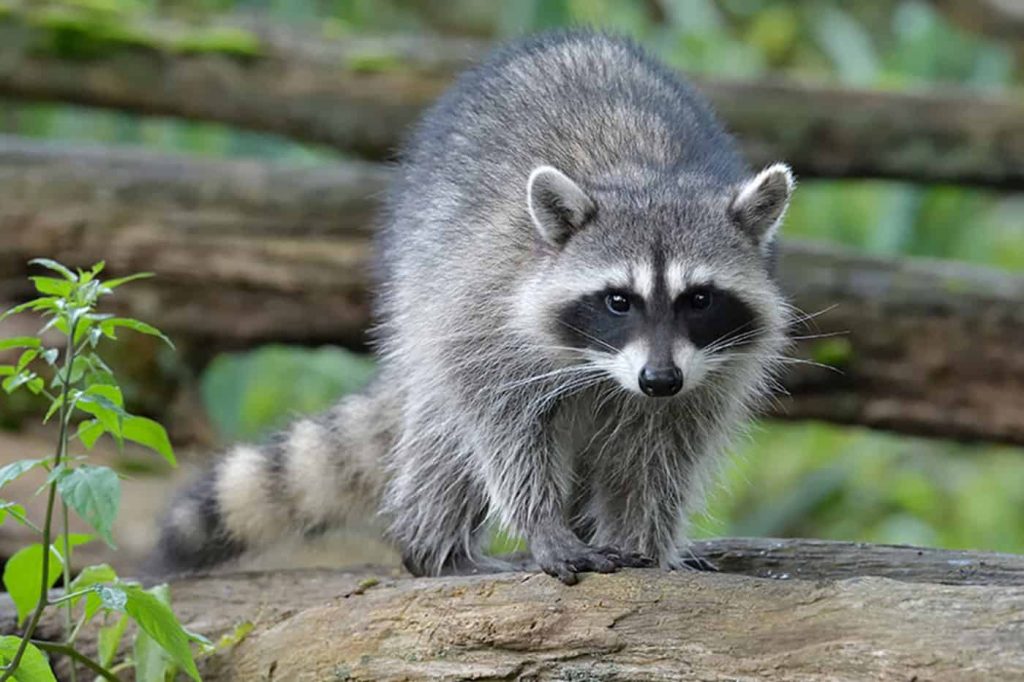 ΗΠΑ: Η στιγμή που μητέρα σώζει την 7χρονη κόρη της πριν την κατασπαράξει ρακούν (βίντεο)