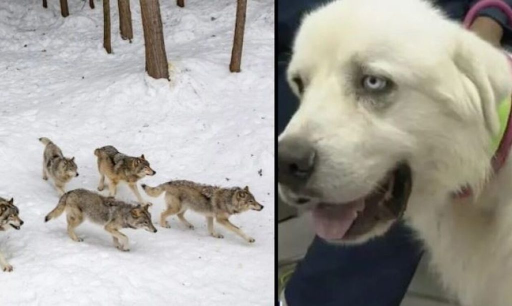 ΗΠΑ: Τσοπανόσκυλο έδωσε άγρια «μάχη» επί μισή ώρα με οκτώ κογιότ – Έσωσε τα πρόβατα του ιδιοκτήτη του (βίντεο)
