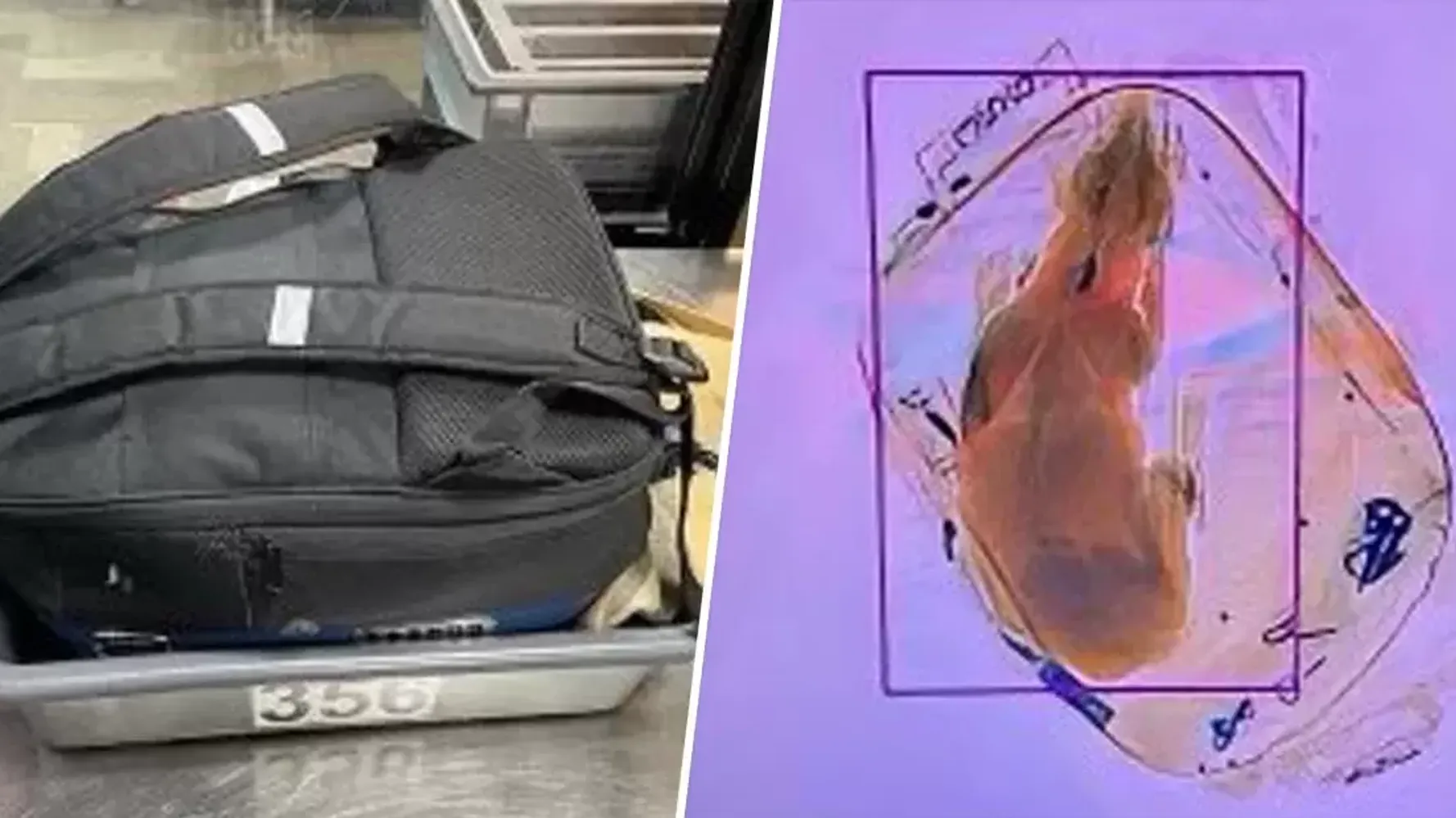 ΗΠΑ: Βρήκαν σκύλο σε σακίδιο επιβάτη κατά τον έλεγχο αποσκευών στο αεροδρόμιο