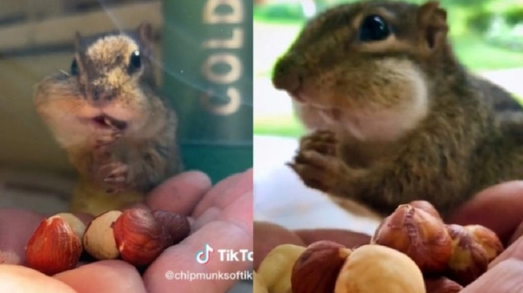Λαίμαργος σκίουρος τρώει… τα πάντα και γίνεται viral στο TikTok (βίντεο)