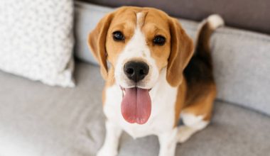 Σκυλιά: Τέσσερις τρόποι που επηρεάζουν θετικά την ψυχολογία σου
