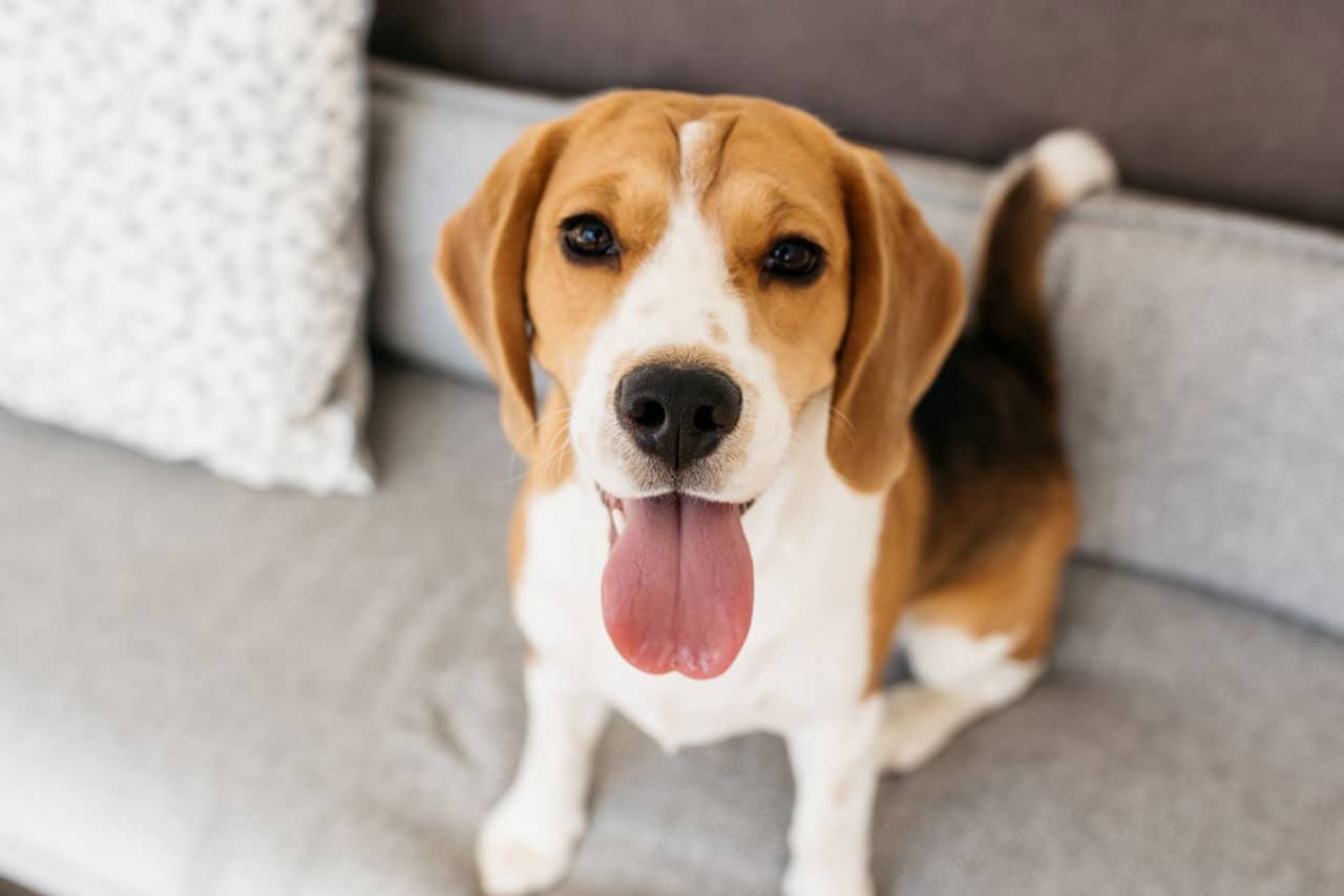 Σκυλιά: Τέσσερις τρόποι που επηρεάζουν θετικά την ψυχολογία σου