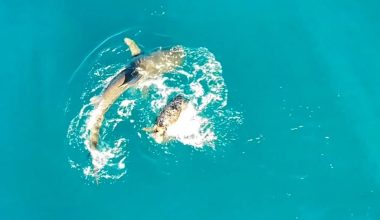 Πρωτοφανές: Χελώνα παλεύει με καρχαρία μεσοπέλαγα και τον νικάει (βίντεο)
