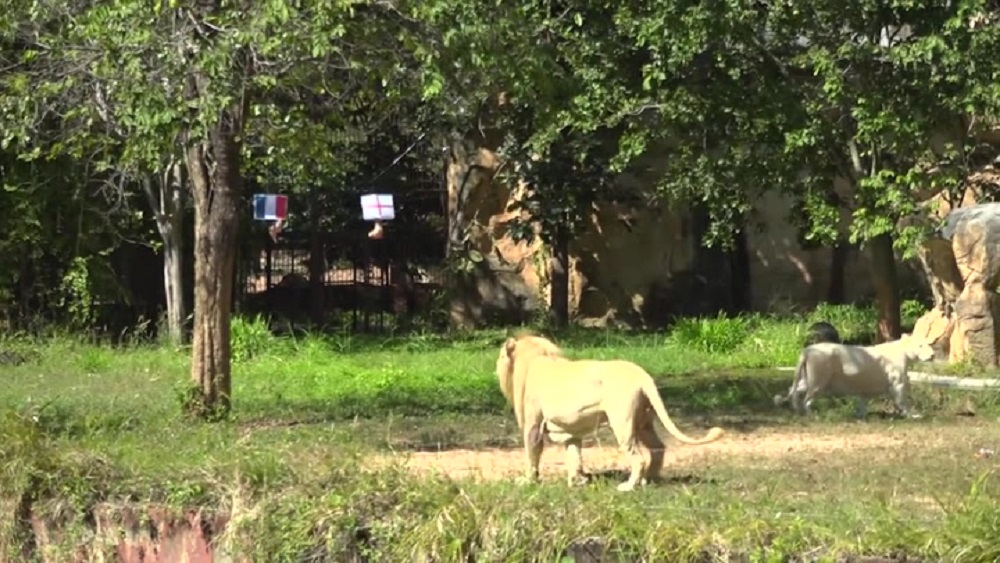Τι άλλο θα δούμε: Λιοντάρι προβλέπει τους νικητές στα προημιτελικά του Μουντιάλ!