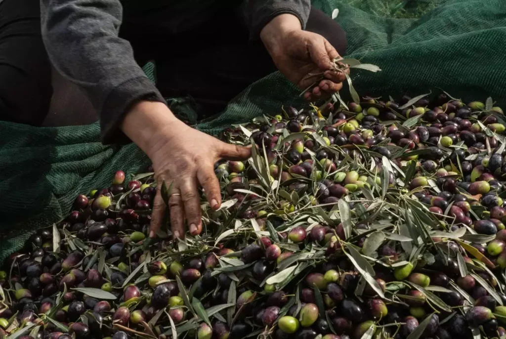 Το μάζεμα της ελιάς: Ένα εντυπωσιακό φιλμ για μια ελληνική παράδοση αιώνων (βίντεο)