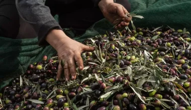 Το μάζεμα της ελιάς: Ένα εντυπωσιακό φιλμ για μια ελληνική παράδοση αιώνων (βίντεο)