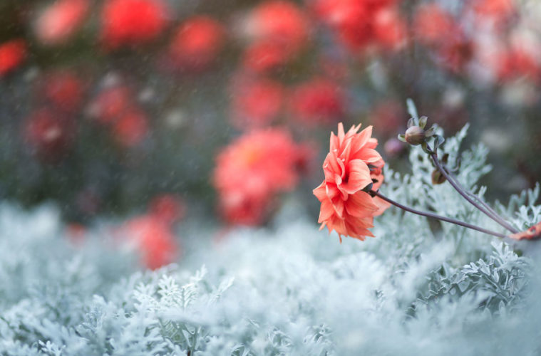 Αυτά είναι τα λουλούδια που ευδοκιμούν στους πιο κρύους μήνες του χρόνου
