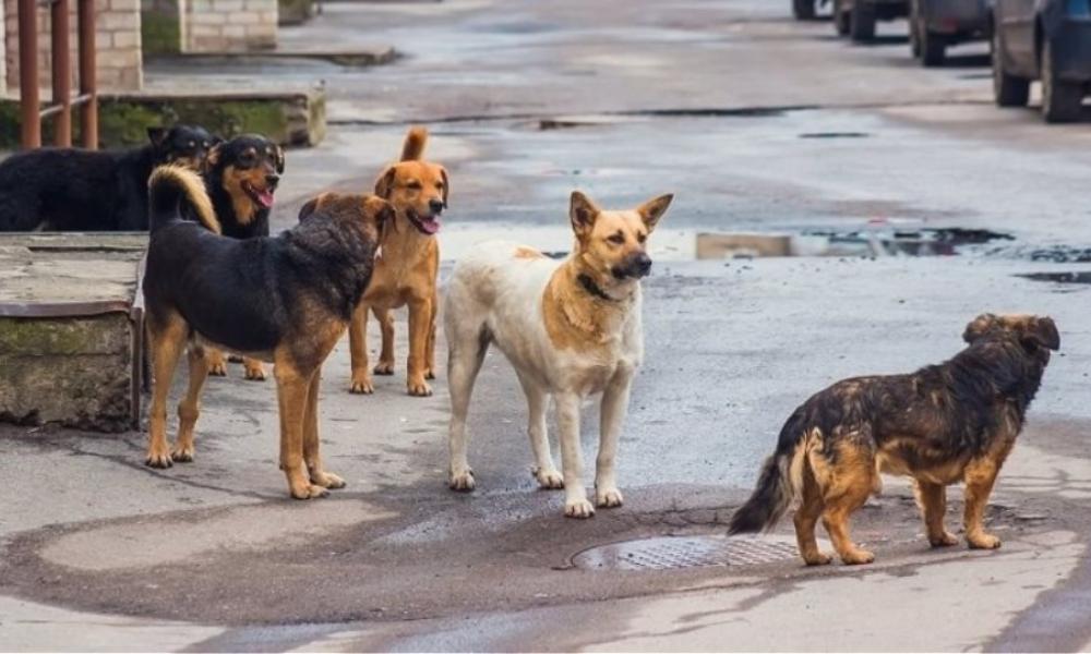 Λαμία: Σκυλιά επιτέθηκαν σε άνδρα που βγήκε βόλτα στην πόλη – Άμεσες ενέργειες από το Δήμο