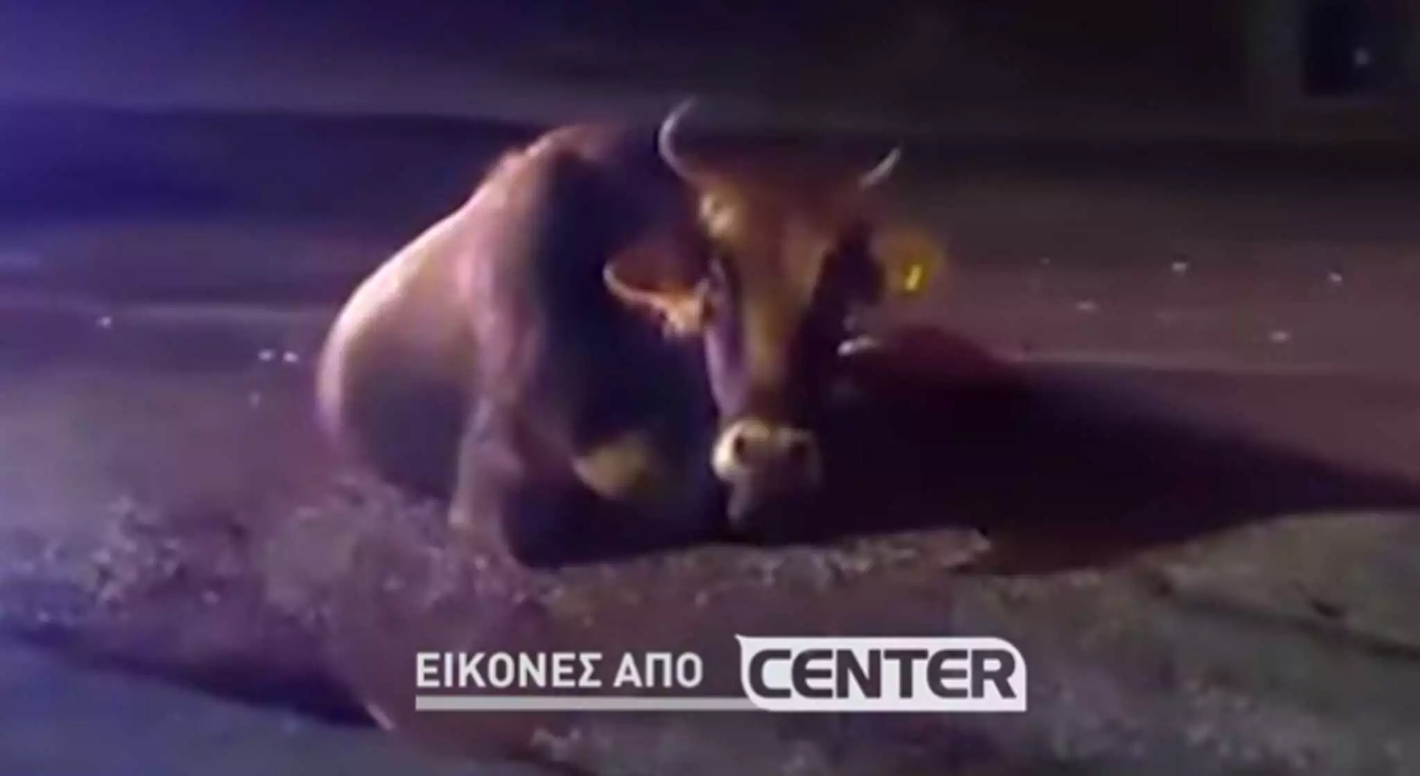 Καβάλα: Αυτοκίνητο συγκρούστηκε με αγελάδα στην Εθνική Οδό (βίντεο)