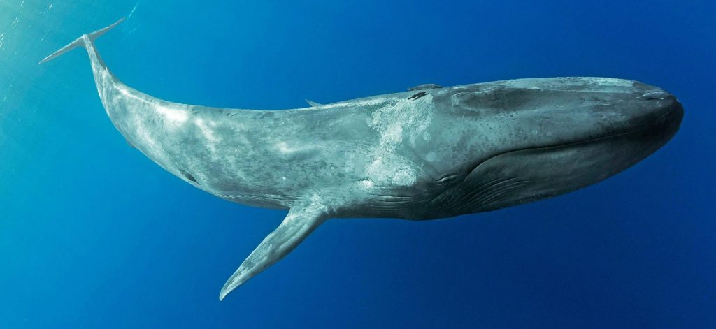 Καναδάς: Μεγάπτερη φάλαινα έκανε ταξίδι 5.000 χλμ. με σπασμένη ράχη! – Η συγκλονιστική προσπάθεια του μεγαλύτερου ζώου του πλανήτη