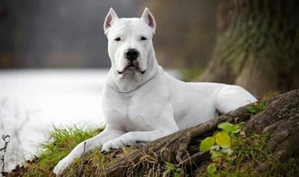 Κεφαλάρι: Ντόγκο Αρτζεντίνο κατασπάραξε το σκύλο γυναίκας – Το πυροβόλησε οδηγός ΙΧ για να το σταματήσει