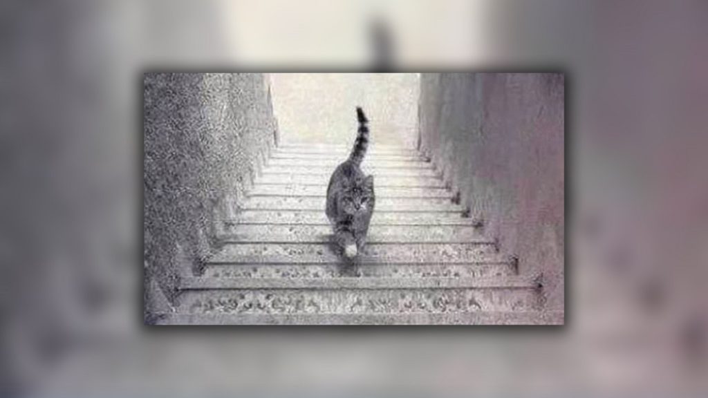 Ανεβαίνει ή κατεβαίνει η γάτα; – Η οπτική ψευδαίσθηση που αποκαλύπτει τα πιο κρυφά στοιχεία του χαρακτήρα σας