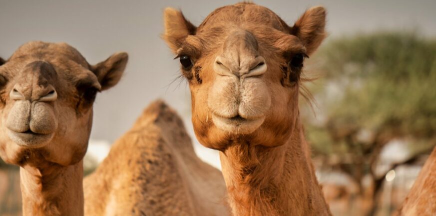 Συναγερμός για τη «γρίπη της καμήλας» μετά το Μουντιάλ – Πώς κολλούν οι ασθενείς