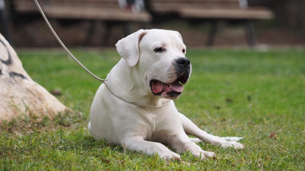 Κεφαλάρι: «Μου ξέφυγε» ισχυρίστηκε ο ιδιοκτήτης του Ντόγκο Αρτζεντίνο που κατασπάραξε κοκόνι – Μία σύλληψη