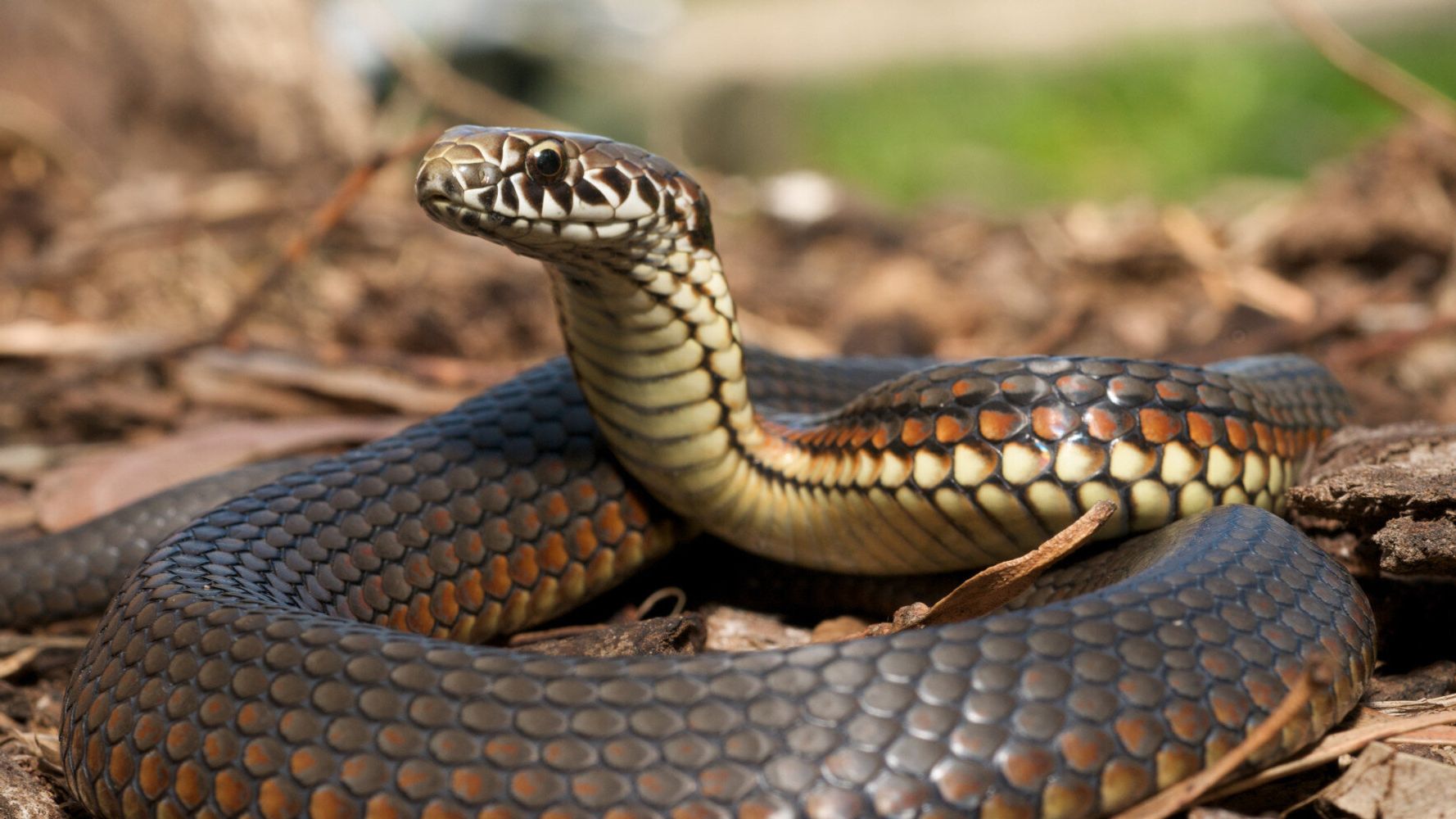 Οι επιστήμονες αποκάλυψαν για πρώτη φορά πως τα θηλυκά φίδια έχουν… κλειτορίδα