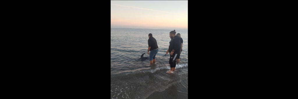 Κρήτη: Μικρή φάλαινα βρέθηκε σε παραλία του Ρεθύμνου (φωτο)