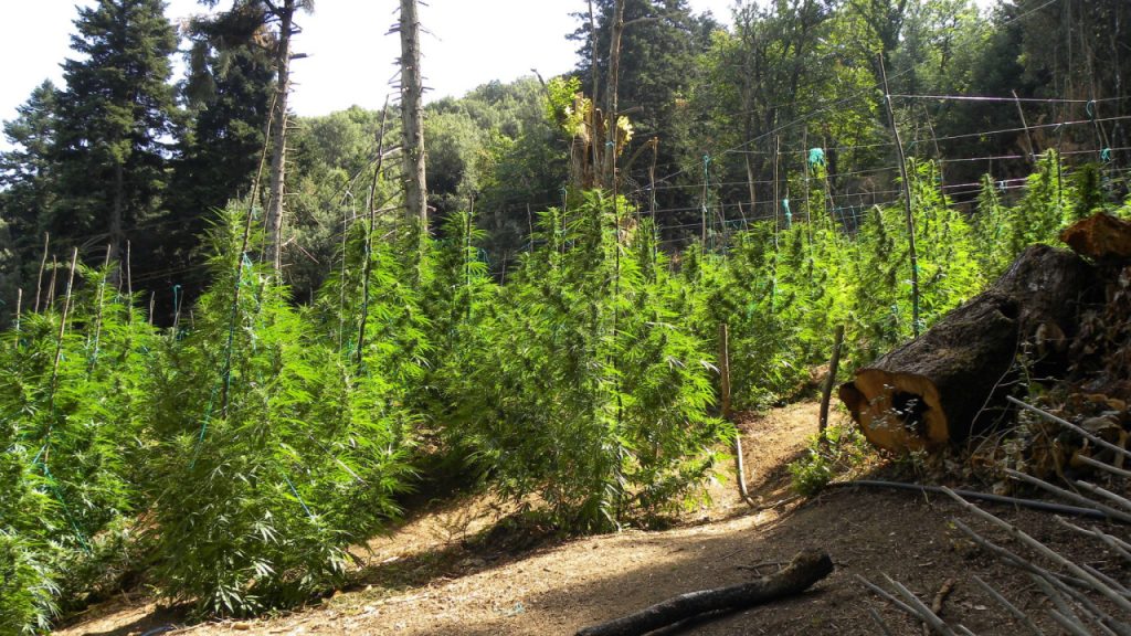 Φυτεία κάνναβης στη Μάνδρα Αττικής – Εκριζώθηκαν 161 δενδρύλλια