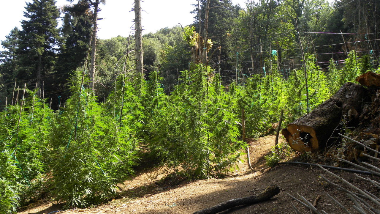 Φυτεία κάνναβης στη Μάνδρα Αττικής – Εκριζώθηκαν 161 δενδρύλλια