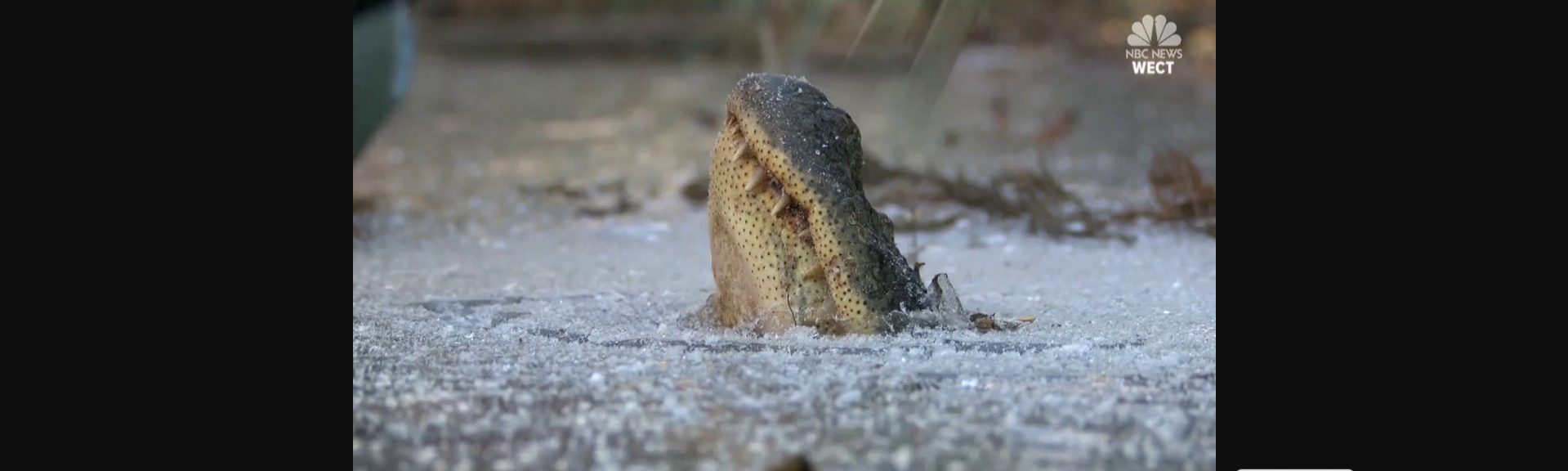 Ο απίστευτος τρόπος με τον οποίο επιβιώνουν οι αλιγάτορες στους πάγους (βίντεο)
