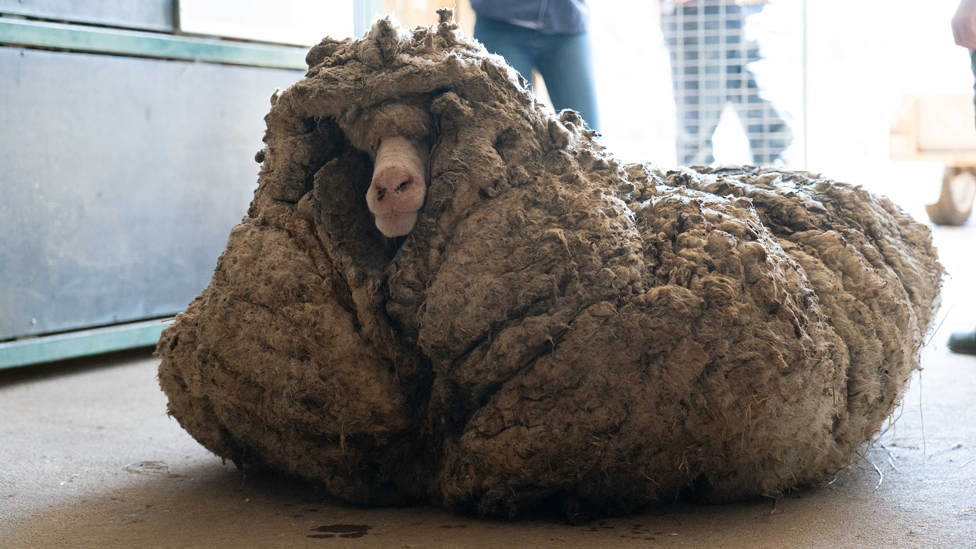 Αυστραλία: Εντοπίστηκε πρόβατο ξεχασμένο στο δάσος για 5 χρόνια – Το μαλλί του ζύγιζε 35 κιλά (βίντεο)