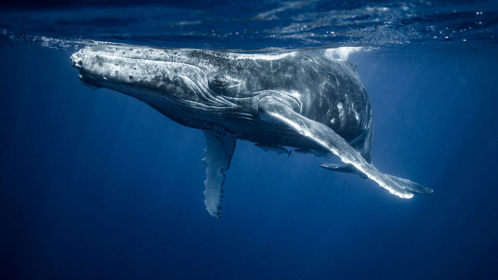 Έρευνα: Μπορούν οι φάλαινες να βοηθήσουν στην καταπολέμηση της κλιματικής αλλαγής;