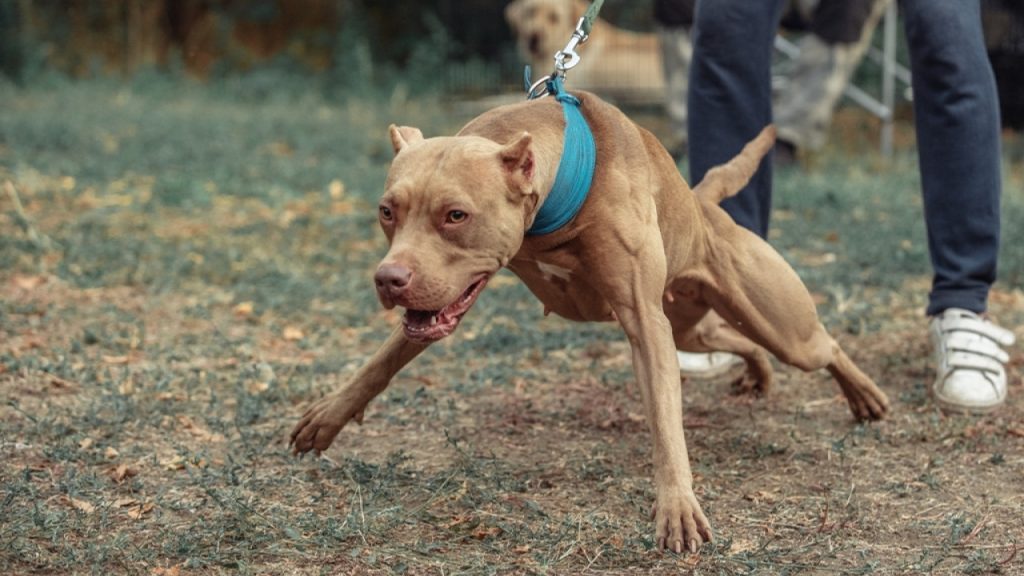 Πάτρα: Πιτ μπουλ επιτέθηκε σε σκυλάκι και τη γυναίκα που το κράταγε
