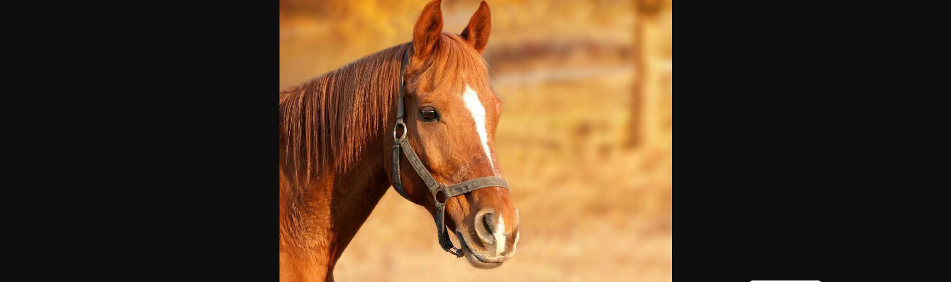 Αγρίνιο: Πυροβόλησαν και σκότωσαν άγριο άλογο