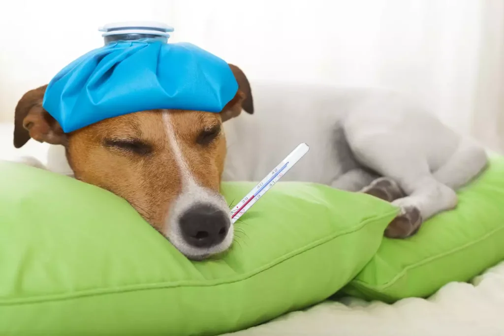 Γρίπη των σκύλων: «Καμπανάκι» από τους ειδικούς μετά τα αυξανόμενα κρούσματα