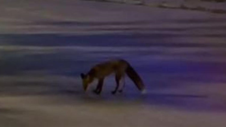 Διάσωση αλεπούς που βρέθηκε σε άσχημη κατάσταση στην Άνω Γλυφάδα (φωτο)