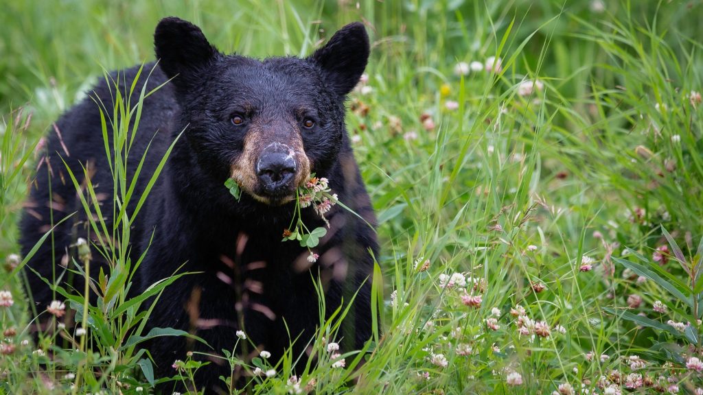 ΗΠΑ: Οι μαύρες αρκούδες έχουν αρχίσει να «κοκκινίζουν» εξαιτίας μιας μετάλλαξης
