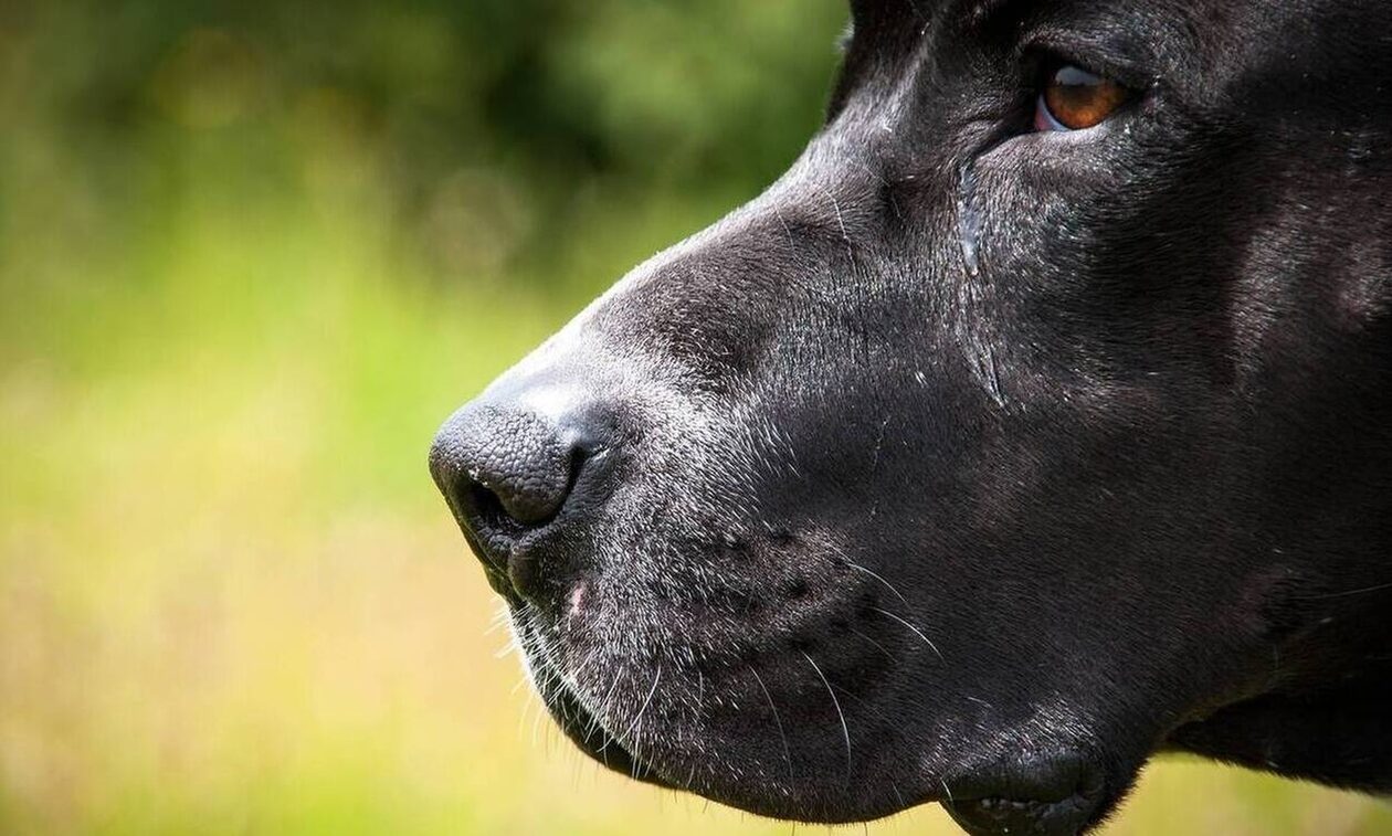 Φθιώτιδα: Σκυλιά επιτέθηκαν σε γυναίκα που είχε βγάλει βόλτα το σκυλάκι της