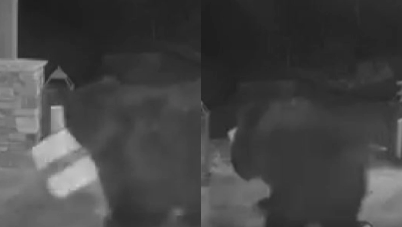 ΗΠΑ: Κάμερα κατέγραψε την στιγμή που αρκούδα «κλέφτης» μπουκάρει στην βεράντα σπιτιού και αρπάζει κουλούρια (βίντεο)