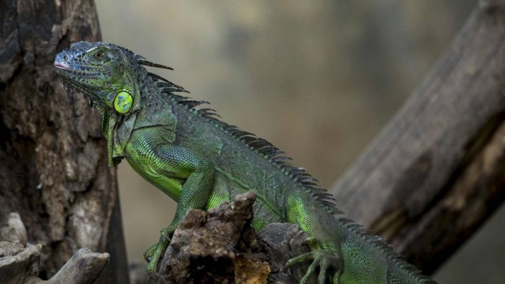 ΗΠΑ: Πέφτουν λόγω ψύχους τα ιγκουάνα από τα δέντρα – Τα βάζουν σε τζακούζι για να τα ζεστάνουν (βίντεο)