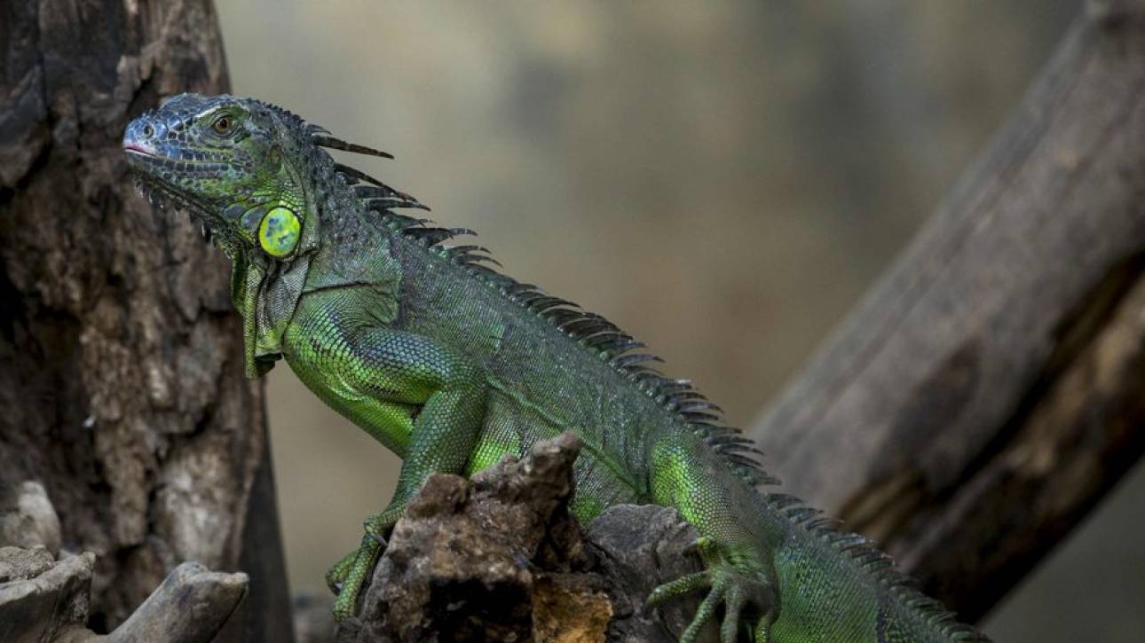 ΗΠΑ: Πέφτουν λόγω ψύχους τα ιγκουάνα από τα δέντρα – Τα βάζουν σε τζακούζι για να τα ζεστάνουν (βίντεο)