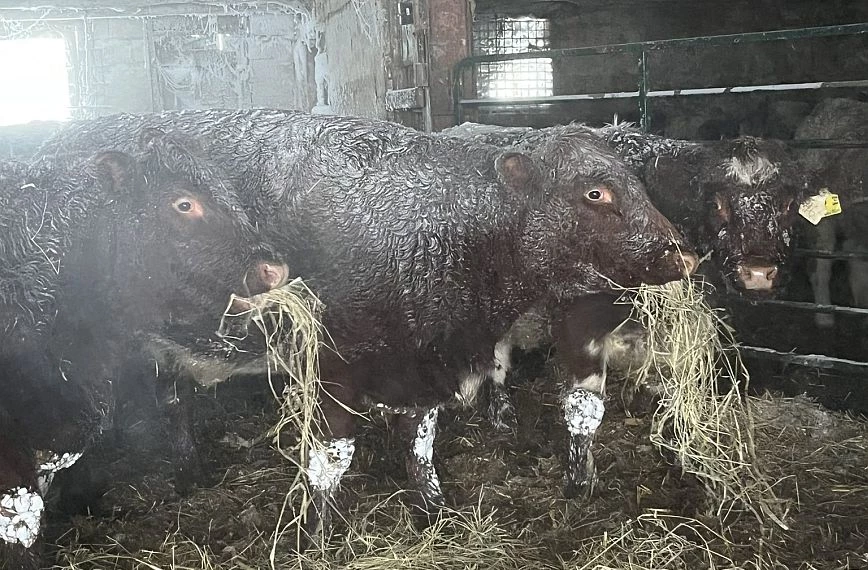 Σφοδρή κακοκαιρία πλήττει τις ΗΠΑ: Πάγωσαν τα ζώα από το κρύο στις φάρμες (φώτο)