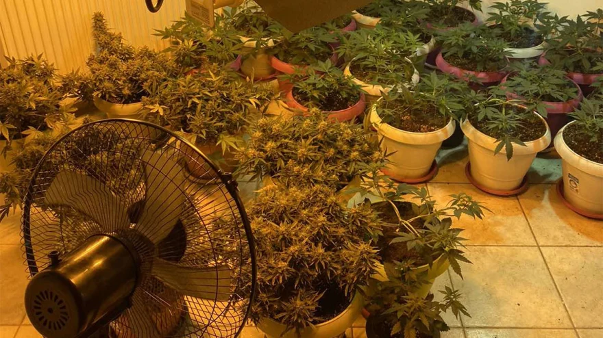 Θεσσαλονίκη: 33χρονος είχε στήσει εργαστήριο καλλιέργειας κάνναβης στο σπίτι του (βίντεο)