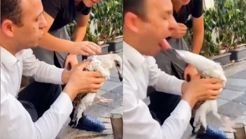 Τουρκία: Γλάρος παραλίγο να ξεριζώσει τη γλώσσα ενός άνδρα που πήγε να τον φιλήσει (βίντεο)