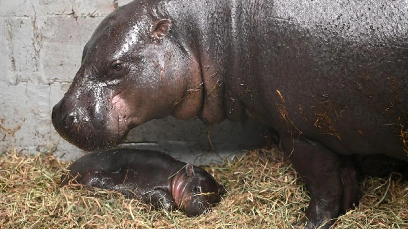 ΗΠΑ: Γεννήθηκε σπάνιος πυγμαίος ιπποπόταμος σε ζωολογικό κήπο – Έχουν απομείνει μόνο 2.500