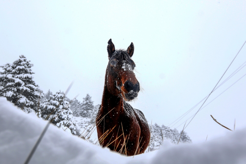 Έχει γίνει viral: Άλογο απολαμβάνει το χιόνι στην «πολική» Νέα Υόρκη (βίντεο)