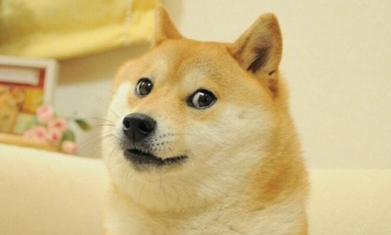 Σοβαρά άρρωστη με λευχαιμία η διάσημη σκυλίτσα Kabosu: Είχε εμπνεύσει το meme «Doge» (φωτό-βίντεο)