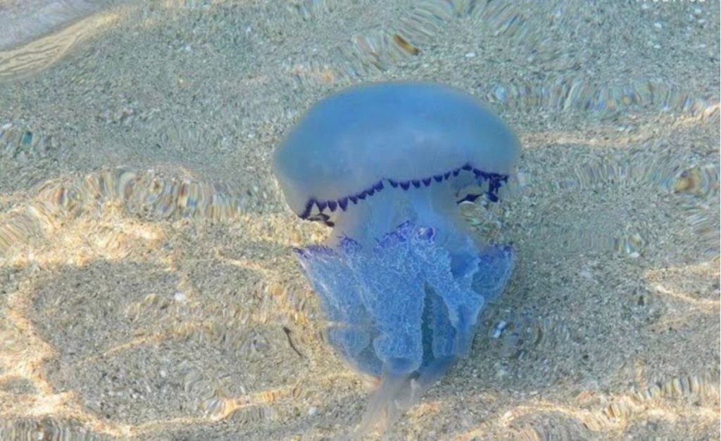 Αυστραλία: Στο νοσοκομείο κατέληξε έφηβος – Κατάπιε μια μπλε μέδουσα ενώ κολυμπούσε στην παραλία Bondi