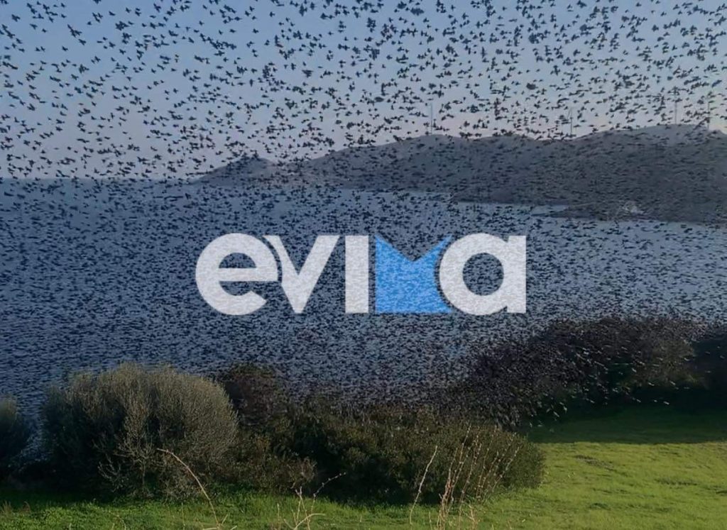Εύβοια: Σμήνος από χιλιάδες ψαρόνια σε παραλία – Το «τρομακτικό» θέαμα (βίντεο)