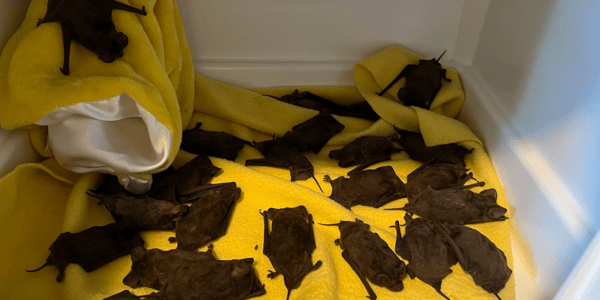 ΗΠΑ: Γυναίκα έσωσε εκατοντάδες νυχτερίδες που έπεφταν στο έδαφος λόγω παγωνιάς – Τις πήρε στο σπίτι της (φωτο-βίντεο)