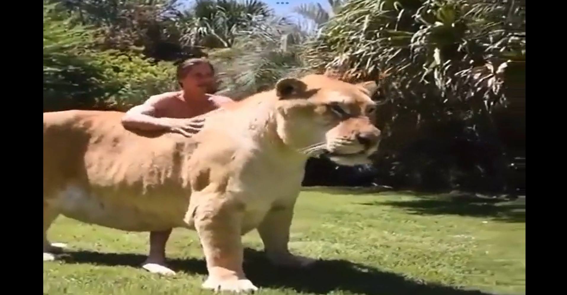 Τι συμβαίνει όταν σμίξουν ένα λιοντάρι και μία τίγρη; Το αποτελέσμα είναι ο… «τιγρολέων»! (βίντεο)